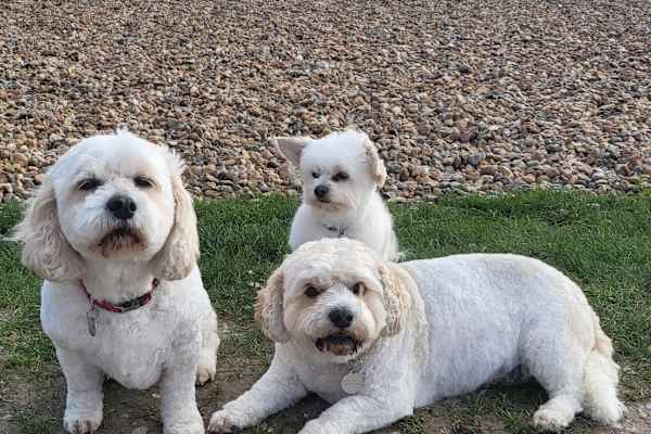 House sit in Worthing, United Kingdom