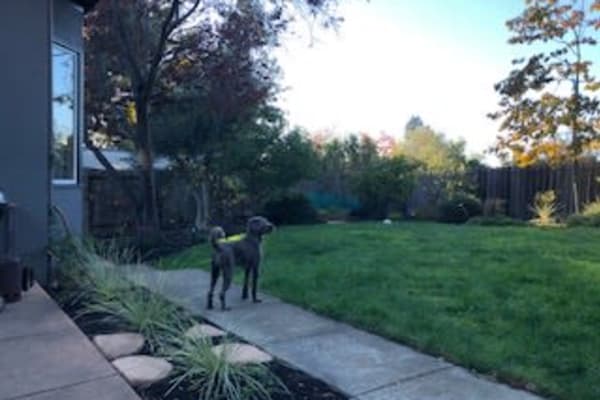 House sit in Oakland, CA, US
