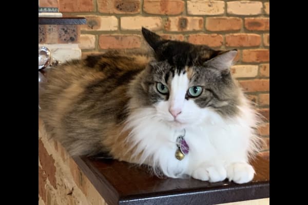 House sit in Newcastle, NSW, Australia