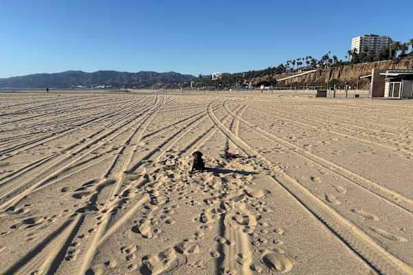 House sit in Santa Monica, CA, US