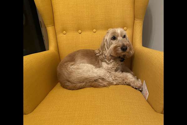 House sit in Castleknock, Ireland