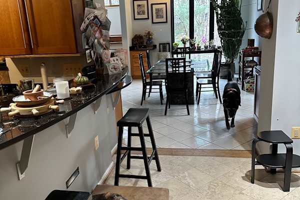 House sit in Bethesda, MD, US