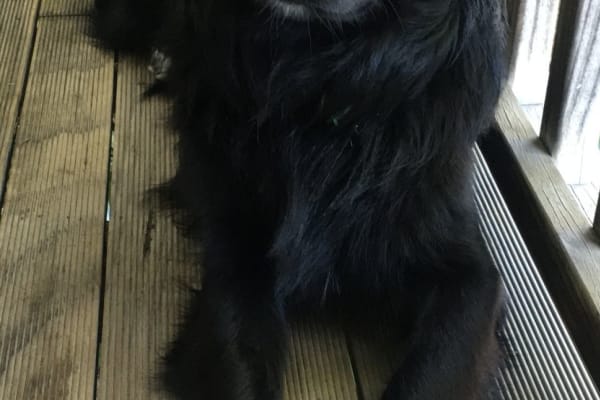 House sit in Perth, WA, Australia