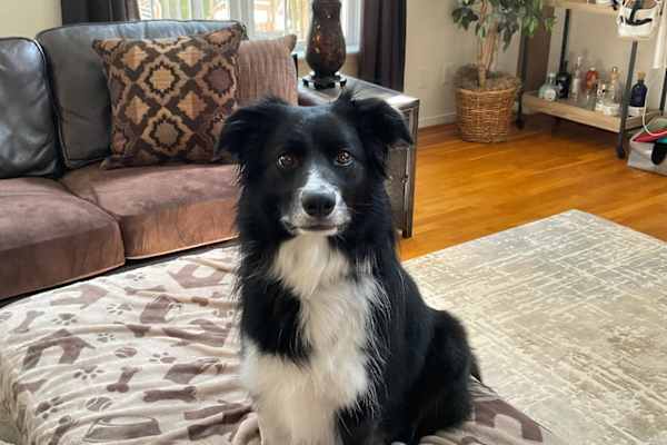 House sit in Richmond, VA, US