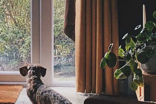 House sit in London, United Kingdom