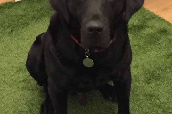 House sit in Bath, United Kingdom