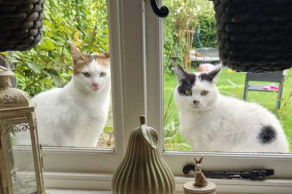 House sit in Fairford, United Kingdom