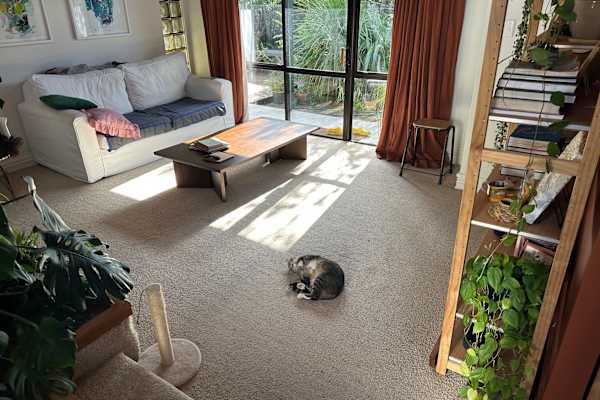 House sit in Auckland, New Zealand
