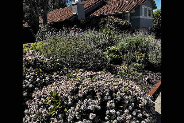 House sit in San Diego, CA, US