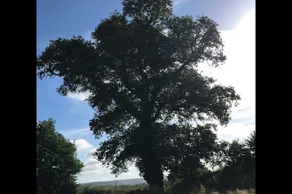 House sit in Dorking, United Kingdom