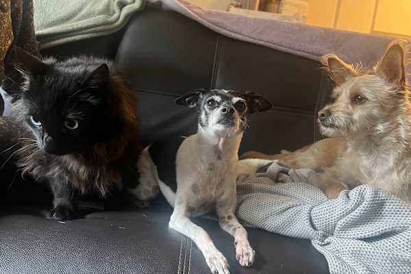 House sit in Santa Barbara, CA, US