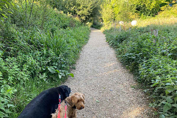House sit in Winchester, United Kingdom