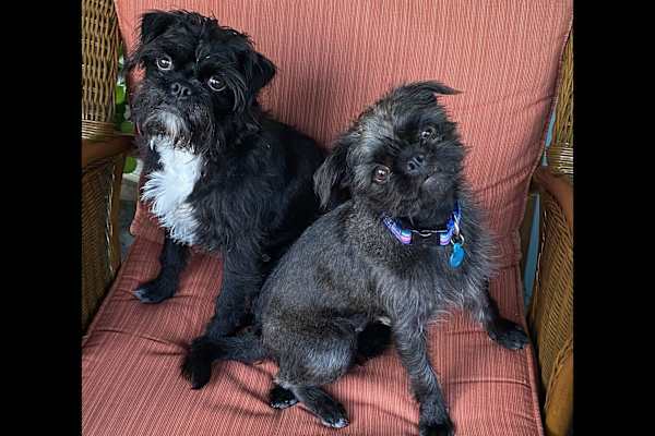 House sit in Ajijic, Mexico