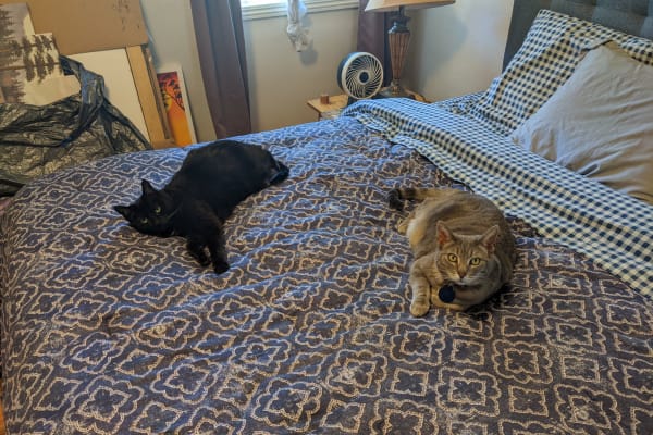 House sit in Lone Pine, CA, US