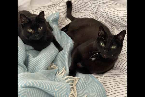 House sit in Amsterdam, Netherlands