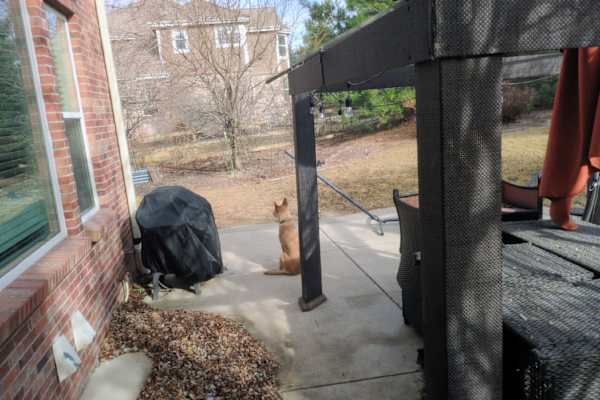 House sit in Centennial, CO, US