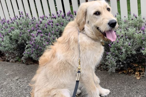 House sit in Melbourne, VIC, Australia