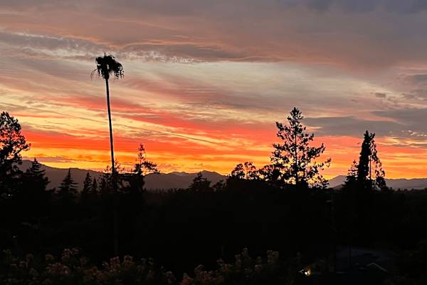 House sit in Napa, CA, US