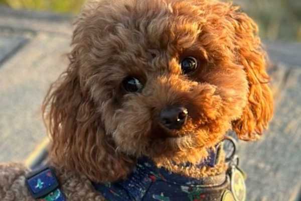 House sit in Frankston East, VIC, Australia