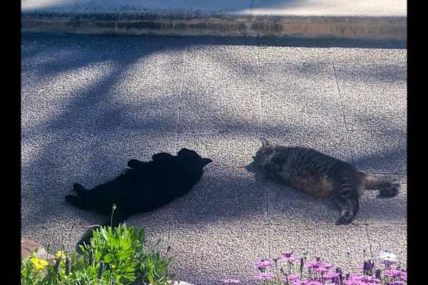 House sit in Valencia, Spain