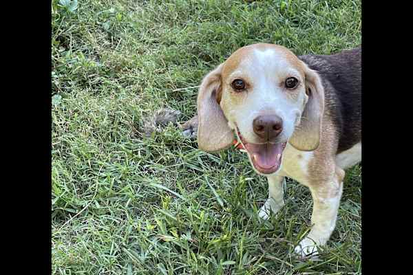 House sit in Chesapeake, VA, US