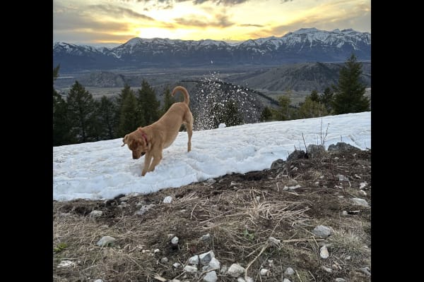 House sit in Jackson, WY, US