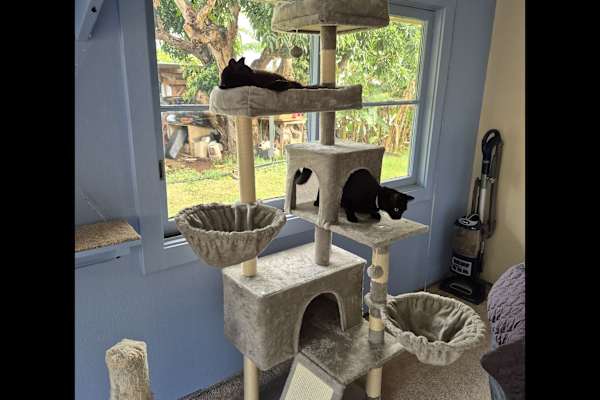 House sit in Pearl City, HI, US
