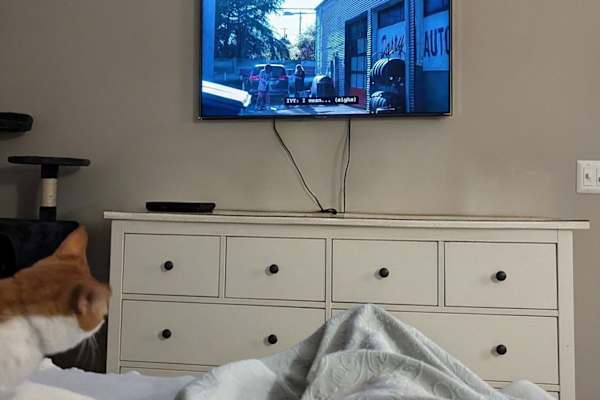 House sit in Raleigh, NC, US