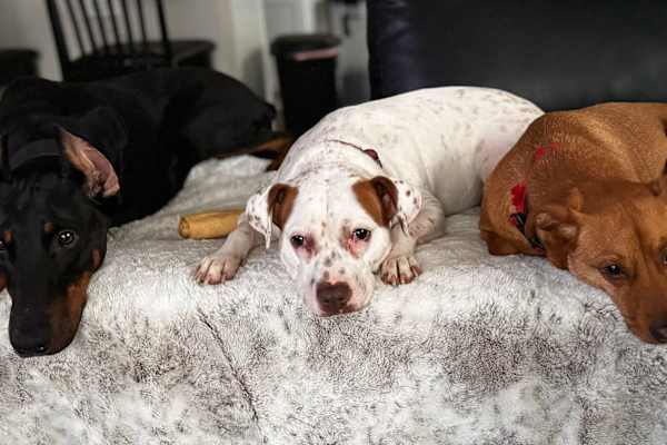 House sit in Trenton, NJ, US