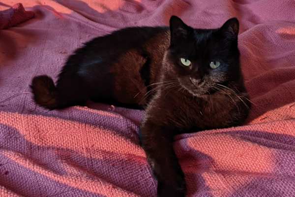 House sit in Hinesburg, VT, US