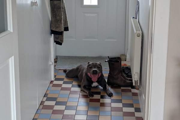 House sit in Dublin, Ireland