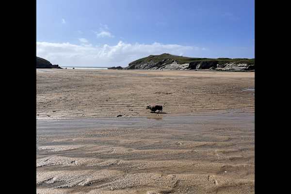 House sit in Newquay, United Kingdom