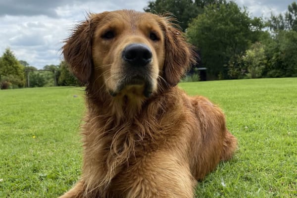 House sit in Earlswood, United Kingdom