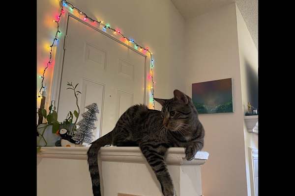 House sit in Reston, VA, US