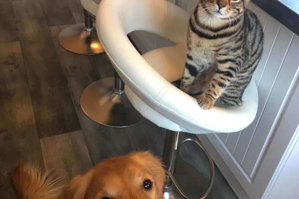 House sit in Ilfracombe, United Kingdom