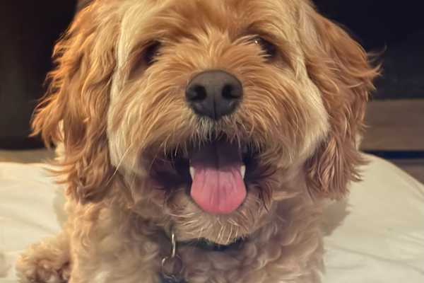 House sit in Vancouver, BC, Canada