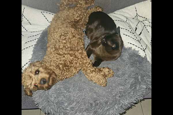 House sit in Geelong, VIC, Australia