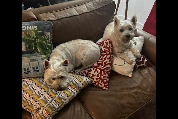 House sit in Sydney, NSW, Australia