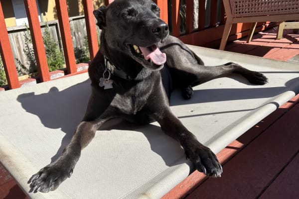 House sit in Berkeley, CA, US