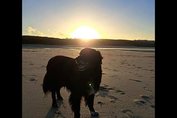 House sit in Hayle, United Kingdom