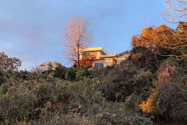 House sit in Hitachi, Japan