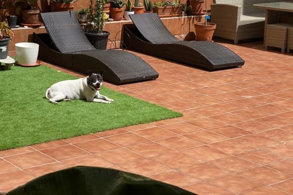 House sit in Barcelona, Spain