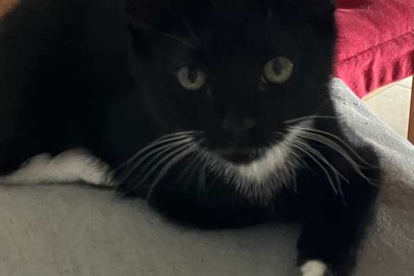 House sit in East Horsley, United Kingdom