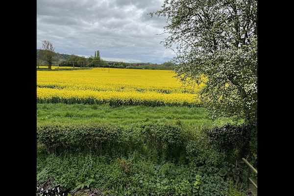 House sit in Bishop's Castle, United Kingdom