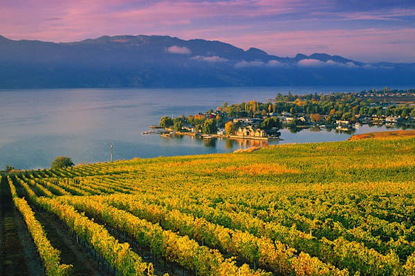 House sit in Kelowna, BC, Canada