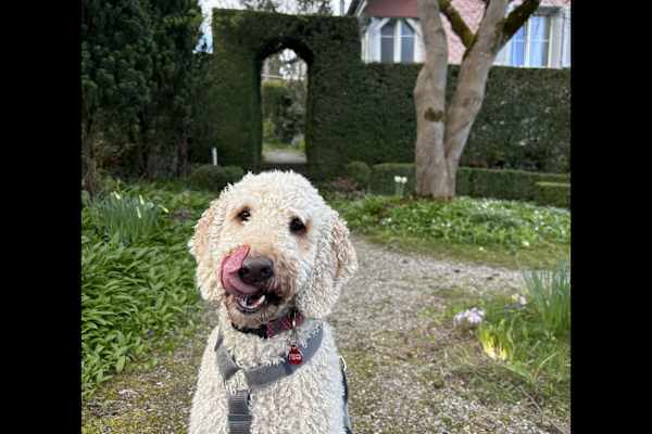 House sit in Wädenswil, Switzerland