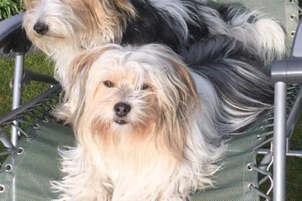 House sit in Bishampton, United Kingdom