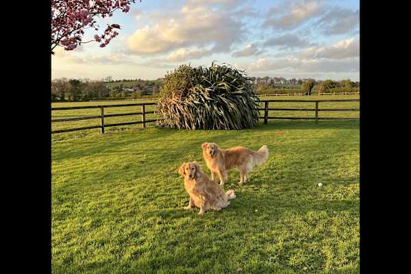 House sit in Naas, Ireland