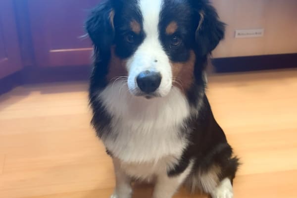 House sit in North Vancouver, BC, Canada