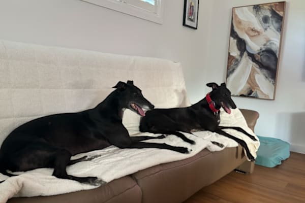 House sit in Newcastle, NSW, Australia